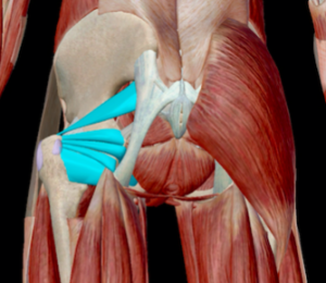 股関節の安定した動きに重要！　お尻の深いところに存在する「深層外旋六筋」とは？